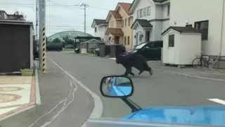 Медведь напал на военную базу в Японии