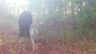 Необычную дружбу медведя и койота сняли на видео