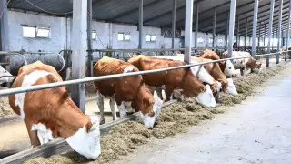 Акмолинская область лидирует по производству сельхозпродукции - Маржикпаев