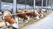 Акмолинская область лидирует по производству сельхозпродукции - Маржикпаев