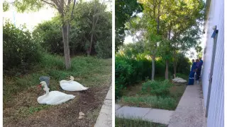 Лебеди не смогли лететь и остались на месторождении в Мангистау