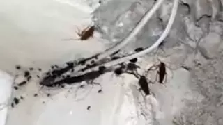 Полчища тараканов оккупировали пустующую квартиру в Актау