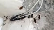 Полчища тараканов оккупировали пустующую квартиру в Актау