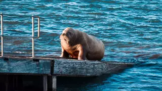 Туристы сняли на видео самого дружелюбного моржа в мире