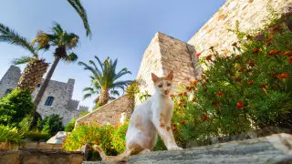 Японца депортируют из Турции за убийство и поедание кошек