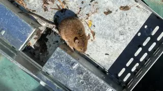 Австралийских заключенных эвакуировали из тюрем из-за нашествия мышей