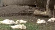Вспышка птичьего гриппа зафиксирована в СКО