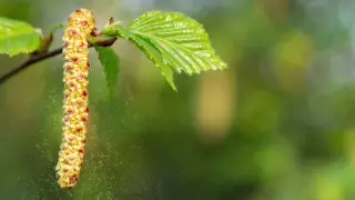 Ученые выявили новый распространитель коронавируса