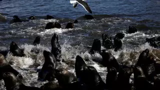 Колония морских львов захватила пляжи Чили