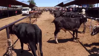 "Шөп қымбат". Түркістан облысында мал жаппай арзанға сатылып жатыр