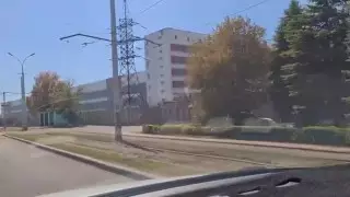 Из-за чего в Усть-Каменогорске за день пожелтели деревья, рассказали экологи