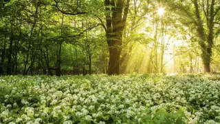 Трое жителей ВКО получили срок за срыв краснокнижного лука