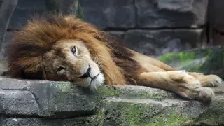 В Караганде установили владельца захороненного в парке льва