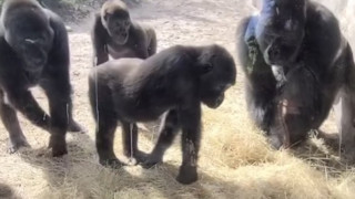 Необычную реакцию горилл на змею сняли на видео