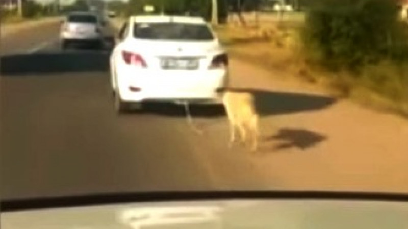 Автомобилисты атаковали машину живодера, чтобы спасти собаку в Алматы