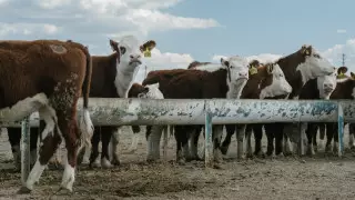 В акимате СКО ответили на заявление о массовом уничтожении скота