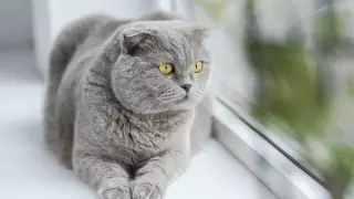 Домашним кошкам запретили выходить на улицу в Австралии