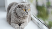 Домашним кошкам запретили выходить на улицу в Австралии