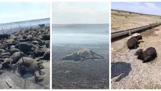 Мужчина и сотни животных погибли в степи в Карагандинской области