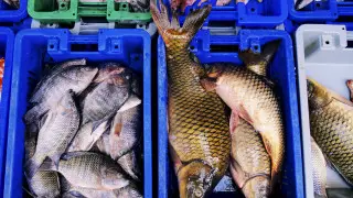 Названы пять признаков рыбы, которую нельзя покупать и есть