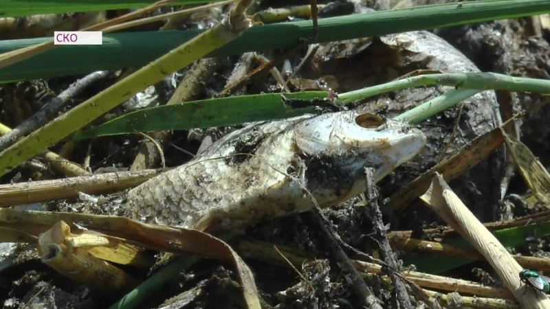 Рыба гибнет в озере Карабек в СКО