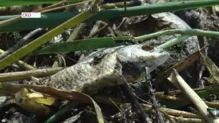 Рыба гибнет в озере Карабек в СКО