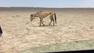 От Минсельхоза потребовали решить проблемы с последствиями засухи