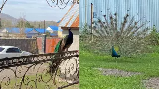 Павлина похитили в Алматинской области