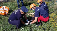 Застрявшую в ограждении косулю спасли в Уральске