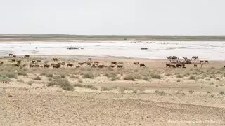 Гибель скота в Казахстане: вероятность введения ЧС оценили в Минсельхозе