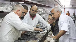 Археологи раскопали погребальный корабль фараона Хеопса