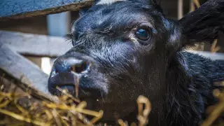 Вывоз кормов предложили запретить в Казахстане