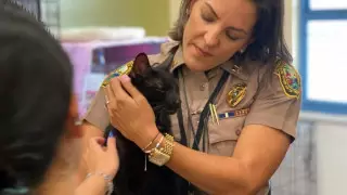 Под завалами обрушившегося в Майами дома нашли живого кота