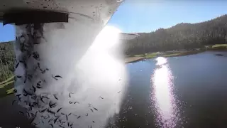 В США живую рыбу сбрасывают в озера с самолетов