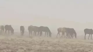 "Первый в истории страны" режим ЧС объявлен в Кызылординской области