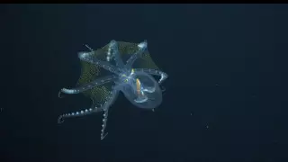 Редчайшего стеклянного осьминога сняли на видео в Тихом океане