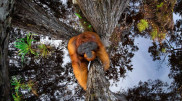 "Мир с ног на голову". 10 впечатляющих фото с конкурса TTL Photographer of the Year
