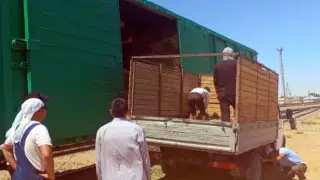 Вагон с сеном для гибнущего скота прибыл в Мангистау