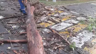 Гроза в Алматы: упавшие деревья повредили 16 авто