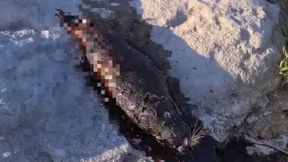 Мертвый тюлень шокировал жителей Актау