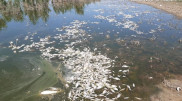 Рыба массово погибла в Атырауской области