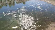 Рыба массово погибла в Атырауской области