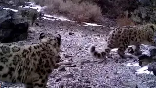 Семью снежных барсов засняли в нацпарке "Алтын Эмель"