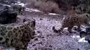 Семью снежных барсов засняли в нацпарке "Алтын Эмель"