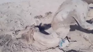 Маңғыстауда малы қырылған шаруалар үкіметке талап қойды