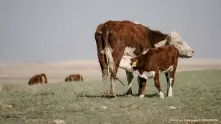 Премьер Мамин поручил помочь фермерам, пострадавшим от засухи в Мангистау