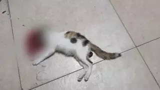 "Это не кадр из фильма ужасов". Дети выбросили кошку с 9-го этажа в Нур-Султане