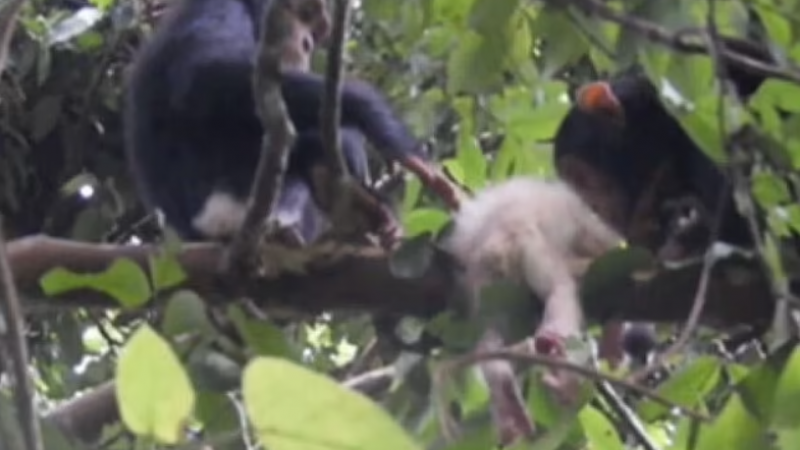 Взрослые шимпанзе убили единственного в мире детеныша-альбиноса