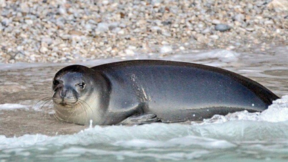 Самого дружелюбного тюленя жестоко убили в Греции