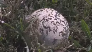 Гусеницы атаковали село в Актюбинской области